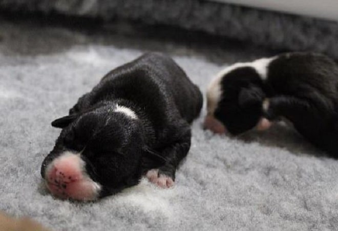 Двухцветные щенки