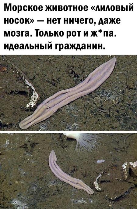 Свежие очень смешные картинки Свежие очень смешные картинки