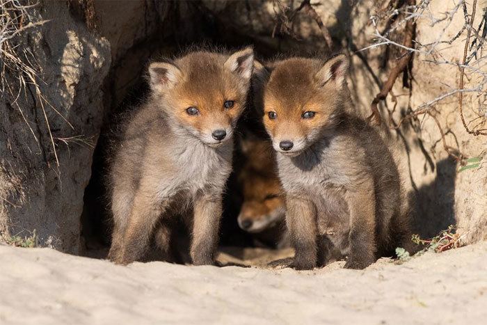 Что происходит в природе, когда никто не видит: 20 изумительных фото Дика ван Дуйна Что происходит в природе, когда никто не видит: 20 изумительных фото Дика ван Дуйна интересное,природа,фотография