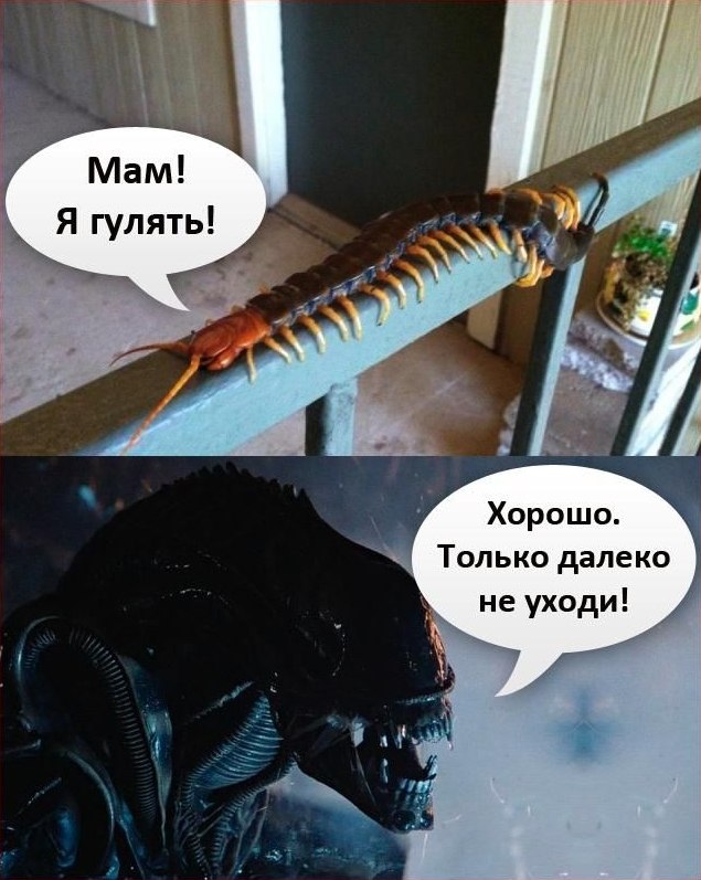 Ужасы природы, с которыми мало кто пожелал бы встретиться Ужасы природы, с которыми мало кто пожелал бы встретиться планета,природа