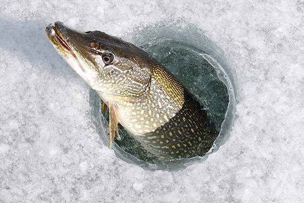 Спасаем рыбу от замора в конце зимы