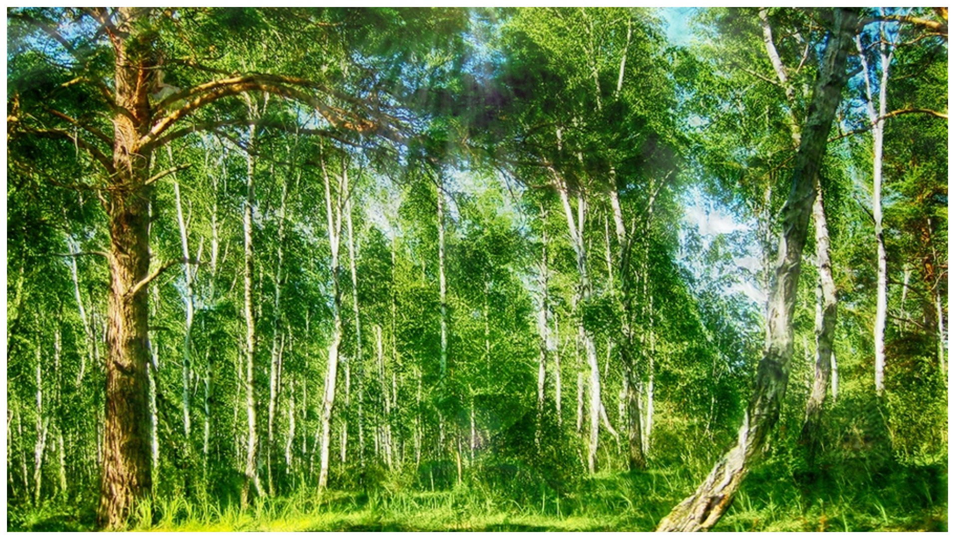 Сказочный русский лес