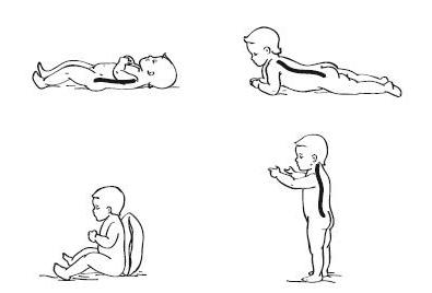 Формирование физиологических искривлений позвоночника в течение 1-го года жизни