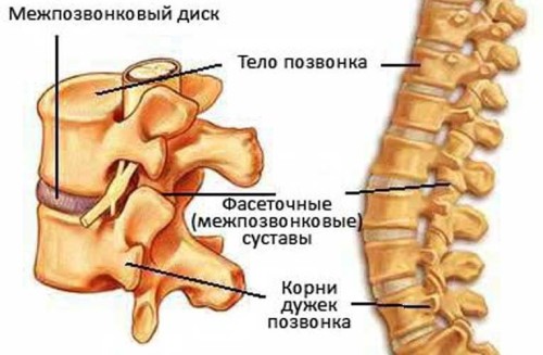 Позвоночник