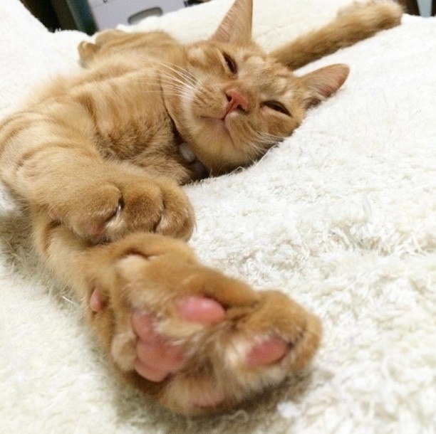 Позитивные и веселые котики для улыбки Позитивные и веселые котики для улыбки котоматрица,угарные фотки,фото приколы,юмор