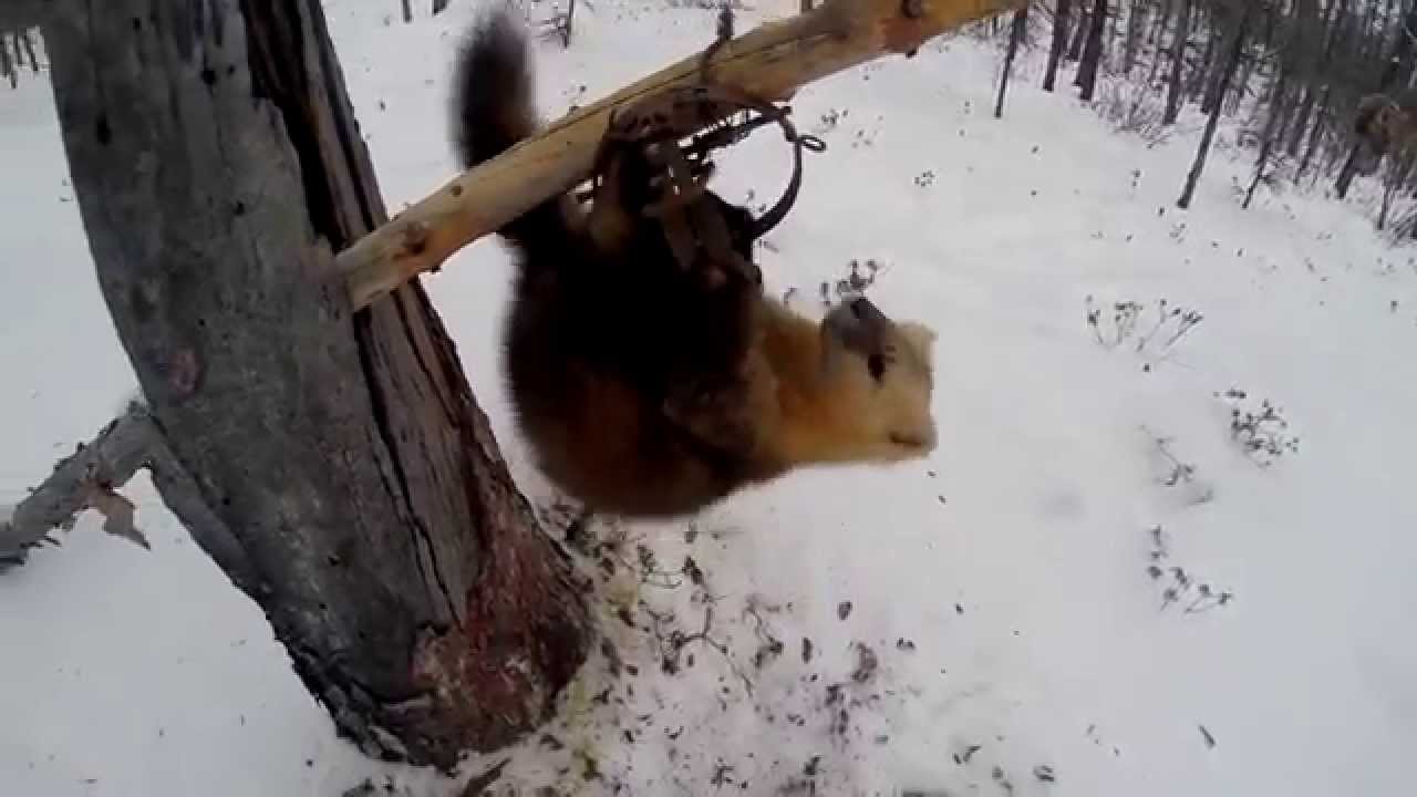 Охота на соболя видео. Охота на соболя капканами в Якутии. Ловля соболя капканами в Якутии.