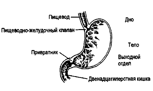 Очень важно сохранять желудок здоровым