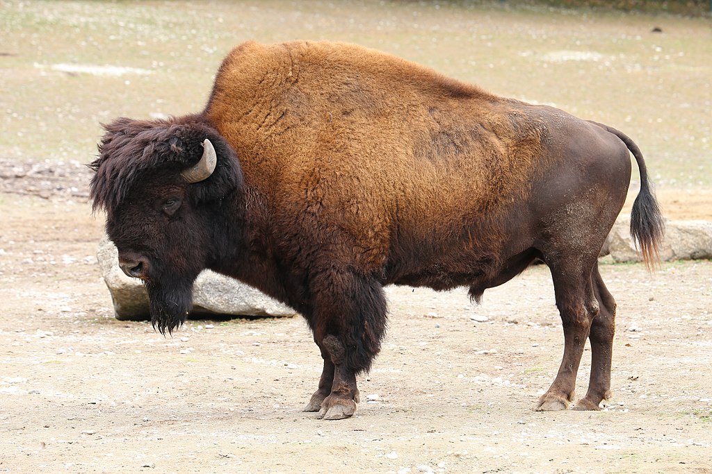 Сейчас бизон готов вернуться в прерии – но белые американцы по-прежнему к этому не готовы / ©Wikimedia Commons