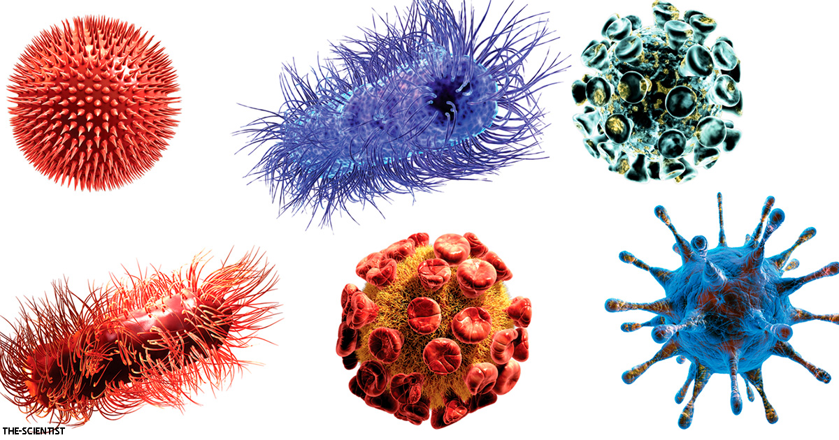 Ð£ÑÐµÐ½ÑÐµ Ð¾ÑÐºÑÑÐ»Ð¸ Ð½Ð¾Ð²Ð¾Ðµ ÑÐµÐ¼ÐµÐ¹ÑÑÐ²Ð¾ Ð²Ð¸ÑÑÑÐ¾Ð² - Ð¸ ÑÑÐ¾ Ð¼Ð½Ð¾Ð³Ð¾Ðµ Ð¾Ð±ÑÑÑÐ½ÑÐµÑ Ð¾ Ð½Ð°ÑÐ¸Ñ Ð±Ð¾Ð»ÐµÐ·Ð½ÑÑ