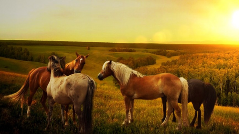 Конокрады украли в Мостовском районе Кубани несколько лошадей и исчезли