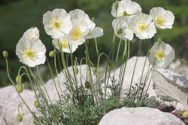 Мак альпийский (Papaver alpinum)