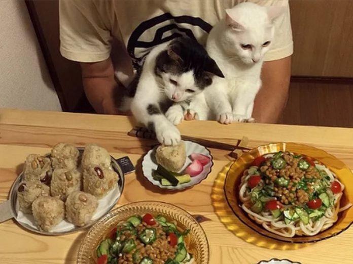 Он ужинал со своим котом, но не ожидал что все так закончится!