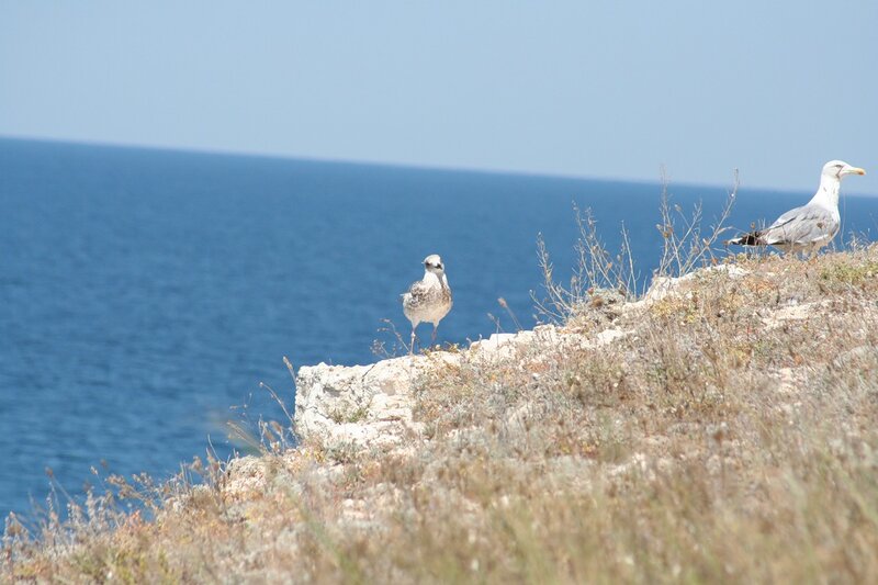 Величие Тарханкута Величие Тарханкута