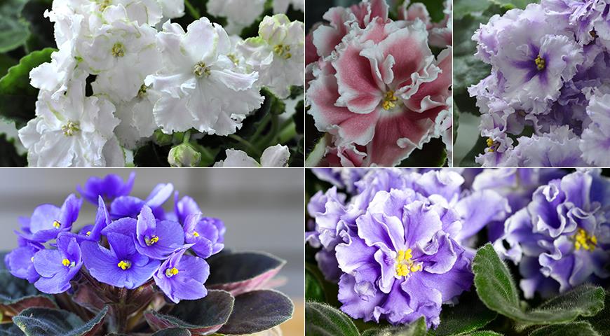 Фото и описания самых красивых сортов домашних фиалок всех цветов радуги, кроме одного комнатные растения,цветоводство