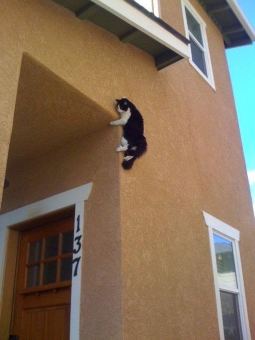 Коты, выглядывающие из своих укрытий (20 фото)