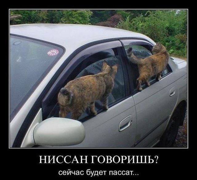 Ежедневная порция позитива и хорошего настроения!