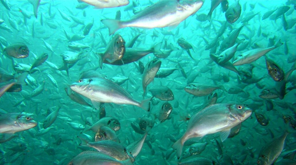Для снижения издержек фермы, разводящие рыбу, часто находятся в море, вообще не мешая наземной фауне / ©Shilong Piao