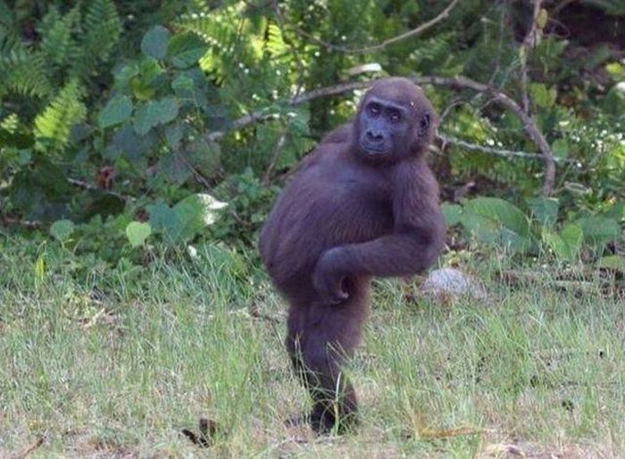 Свежие картинки и фото приколы для настроения Свежие картинки и фото приколы для настроения