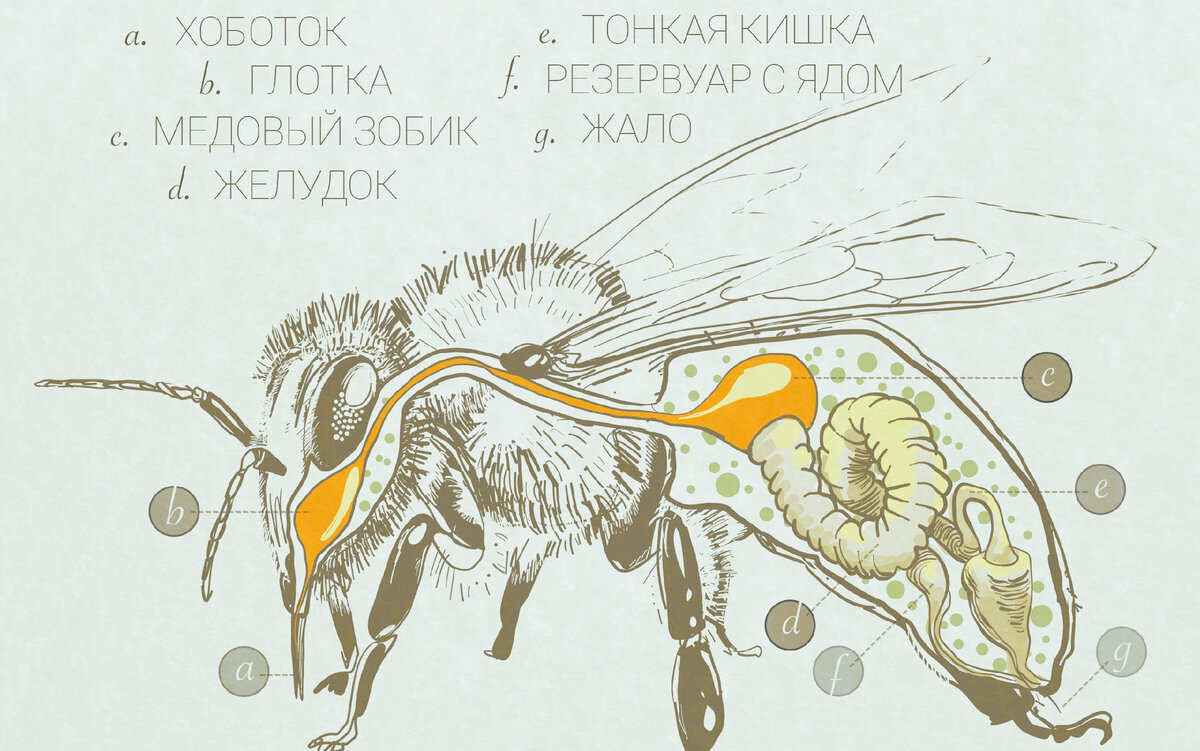 Мало кто знает, что есть мёд и как его готовят пчелы на самом деле. Сегодня я хочу вам об этом рассказать очень простым и понятным языком.-3
