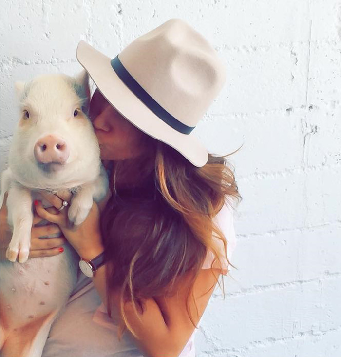 hamlet-piggy-ctute-animals-mini-pig-50