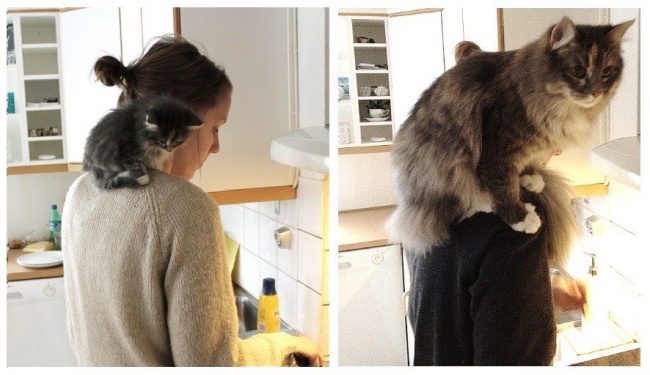 Доказательства того, что коты растут ну очень быстро