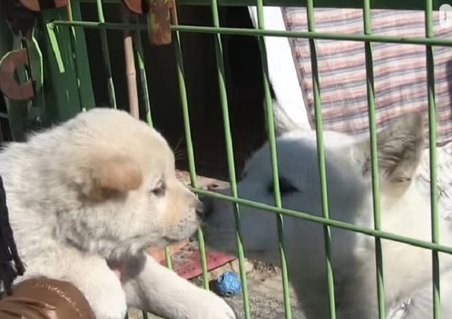 Собака и ее крохотные щенки пришли в дом к незнакомцу… Он опешил, а потом принял необычное решение 