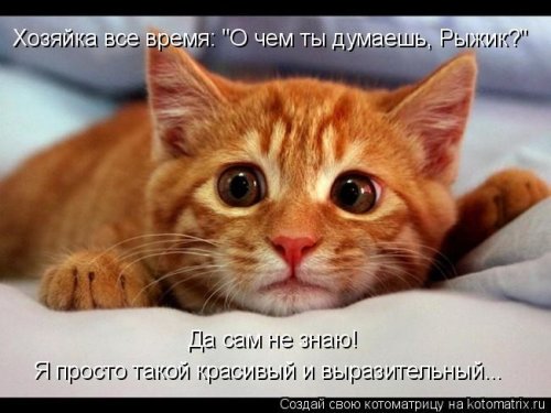 Новая котоматрица  