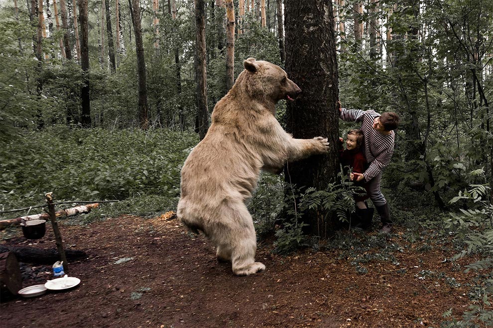 Like in a fairy tale. pictures of Russian family playing with a bear 09