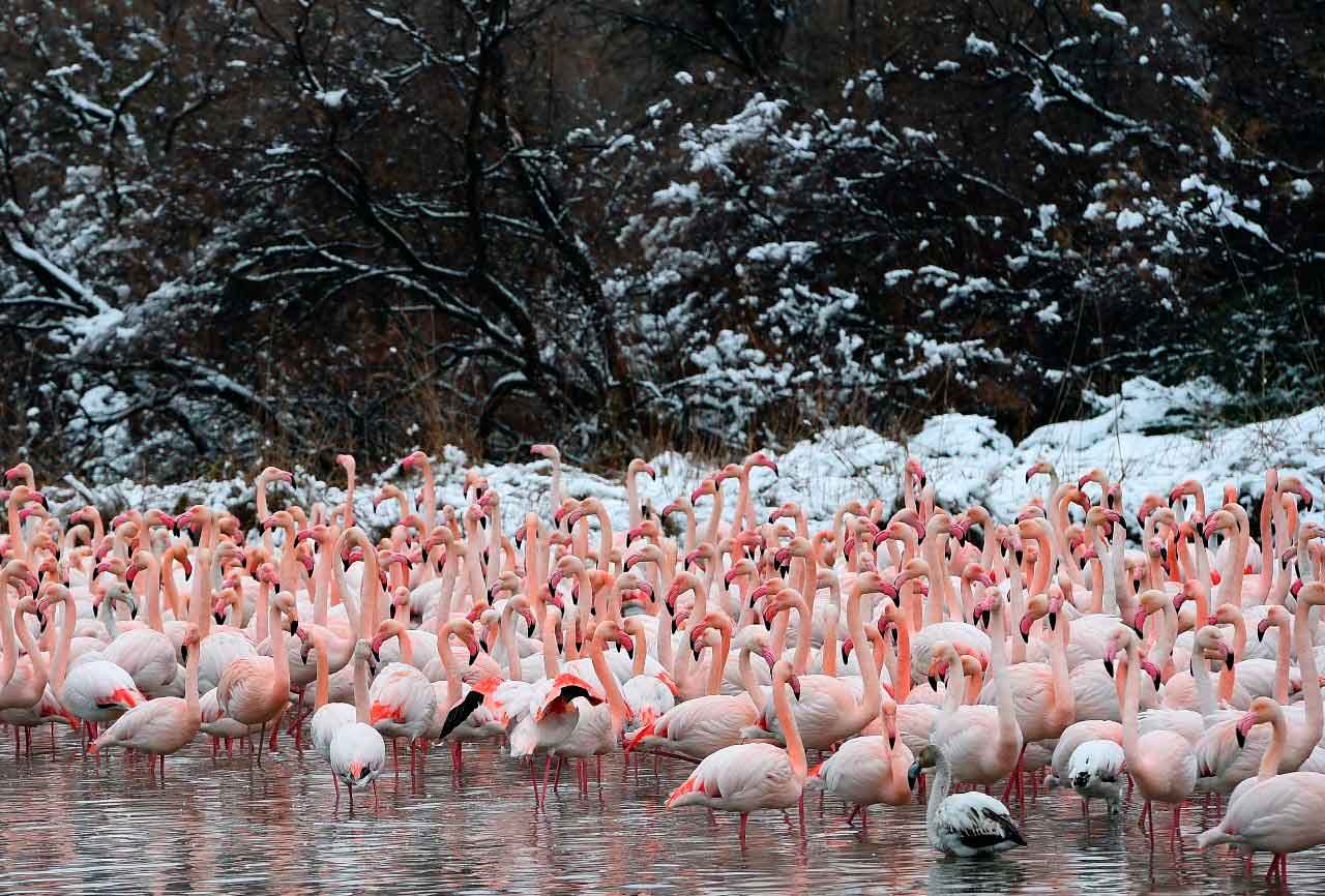 Фламинго обитают в разных условиях