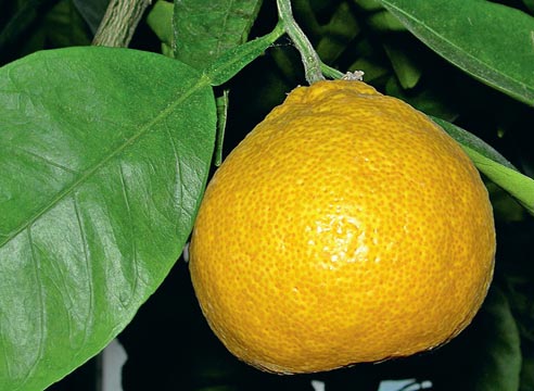 Как получить урожай апельсинов в квартире можно, прививки, сочная, апельсина, весом, Мякоть, Washington, через, лучше, привоя, чтобы, нужно, апельсинов, апельсины, оранжевая, пакет, апельсин, сорта, много, недели
