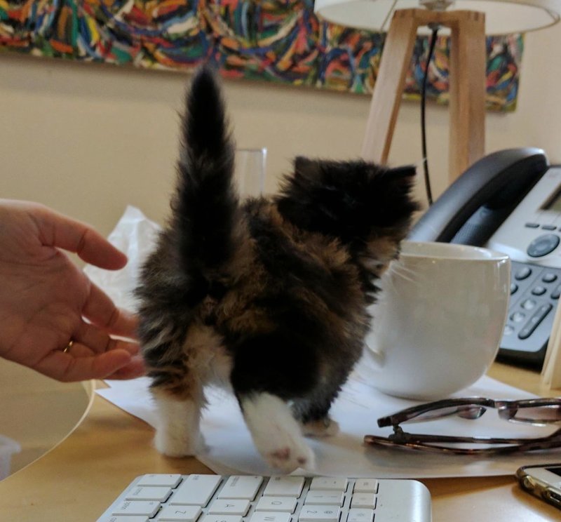 Правдивая история о котенке-крохе, который в одиночку оптимизировал работу всего офиса добро, животные, история, котенок, люди, милота, офис