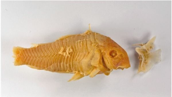 Аквариумный убийца, или Не обижайте маленьких Аквариумный убийца, или Не обижайте маленьких