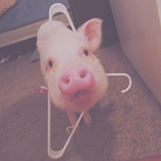 hamlet-piggy-ctute-animals-mini-pig-31