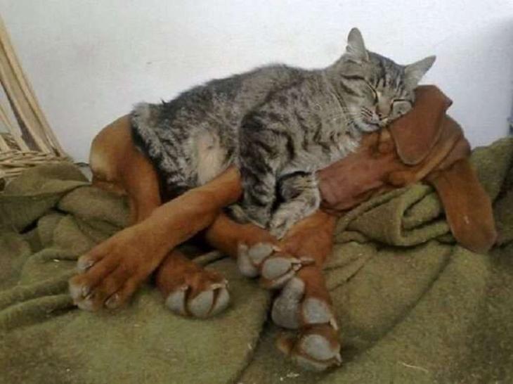 Кошки, которые настолько обнаглели, что используют собак вместо подушки Кошки, которые настолько обнаглели, что используют собак вместо подушки