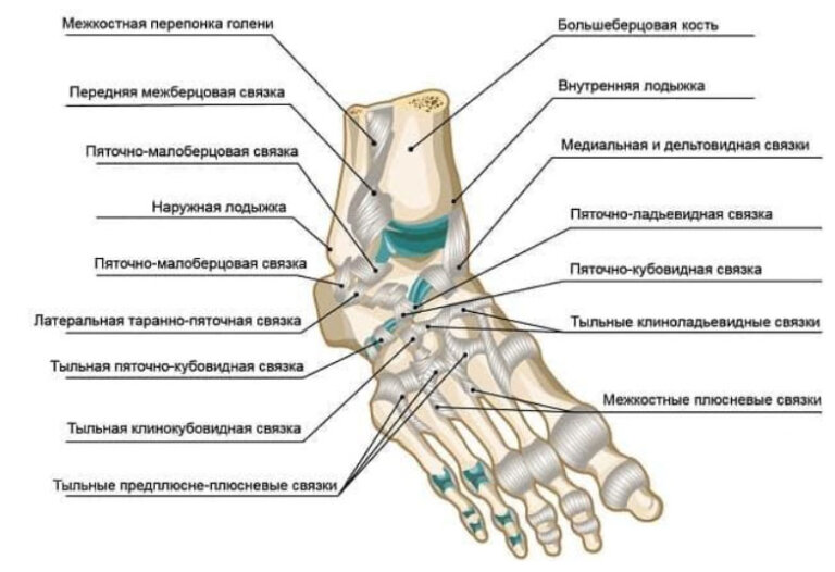  Наши стопы (в том числе пальцы ног и пальцы) играют огромную роль в сохранении здоровья всего тела.-5