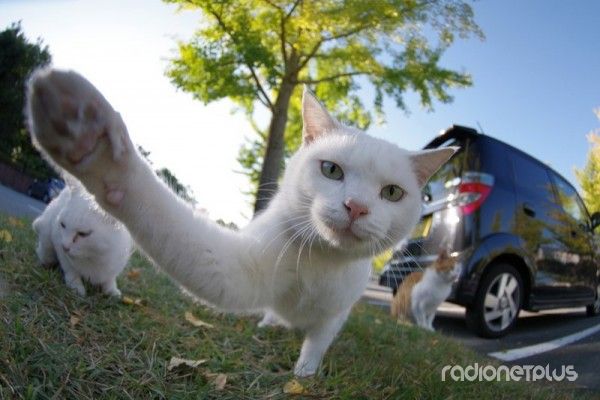смешные животные
