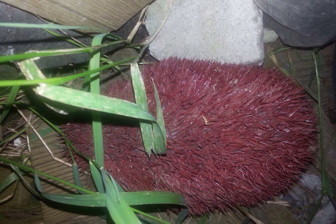 Happy tree friends красный дикобраз. Мяч ежик массажный. Красный ежик игрушка. Красный ежик. Красный еж.