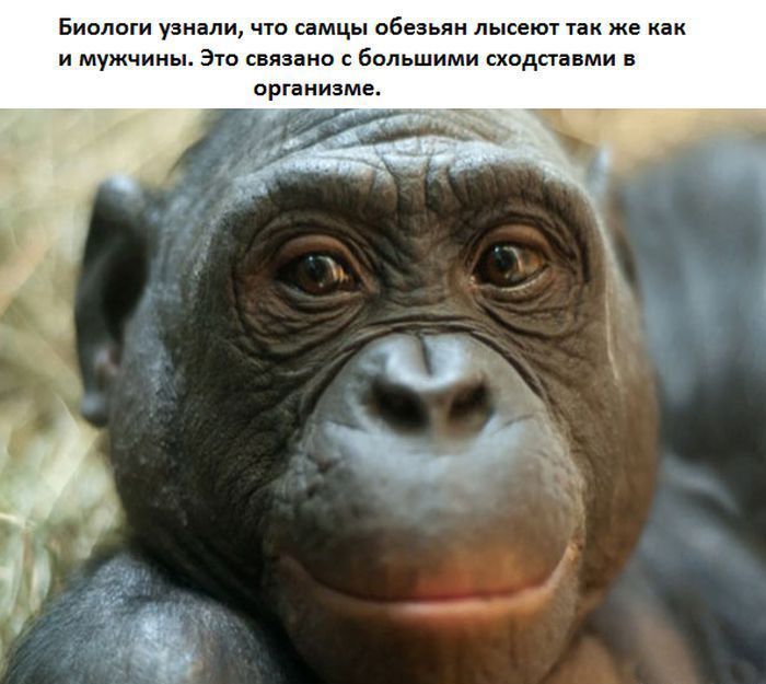Открытка скрапе, картинки приколы обо всем