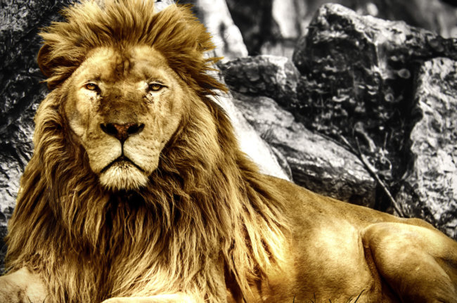 Король лев - depositphotos.com