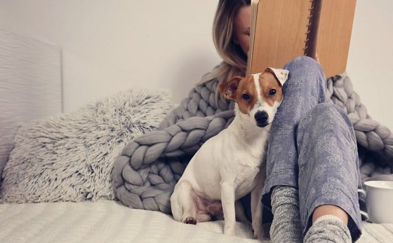 6 лучших пород собак для интровертов дача, собаки, домашний питомец