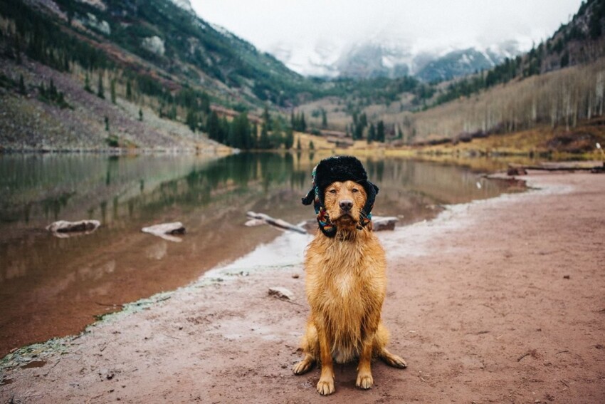 Звери-путешественники Звери-путешественники животные,животные-путешественники,звери