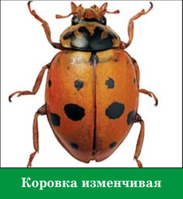 коровка изменчивая