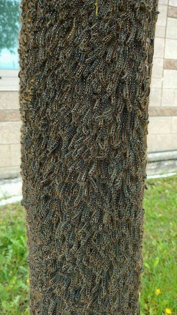 Ужасы природы, с которыми мало кто пожелал бы встретиться Ужасы природы, с которыми мало кто пожелал бы встретиться планета,природа