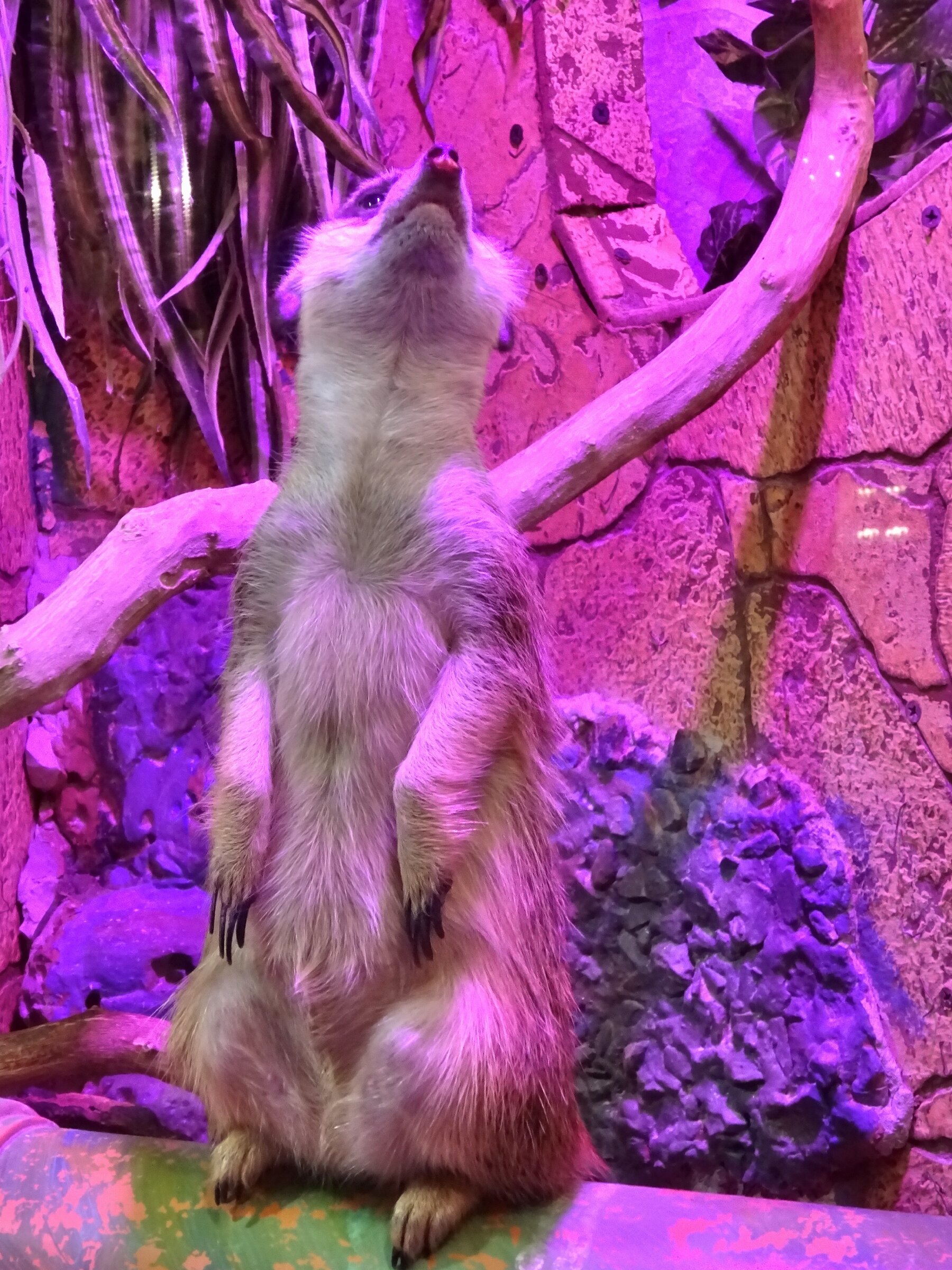 Геленджик. Парк Олимп. Террариум 