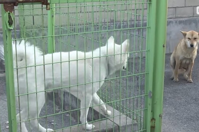 Собака и ее крохотные щенки пришли в дом к незнакомцу… Он опешил, а потом принял необычное решение 