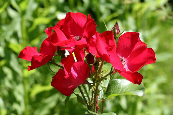 &amp;lsquo;Robusta&amp;rsquo;