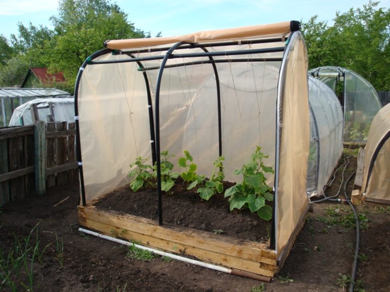 Парник для огурцов: крутые идеи, способные обеспечить ранний урожай Парник для огурцов: крутые идеи, способные обеспечить ранний урожай