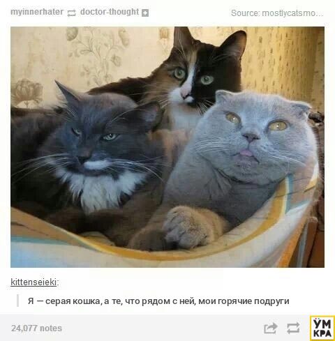 Уморительные животные Уморительные животные