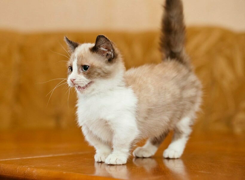 10 фото «корги» из мира кошек: когда появились манчкины, и хорошо ли им живется