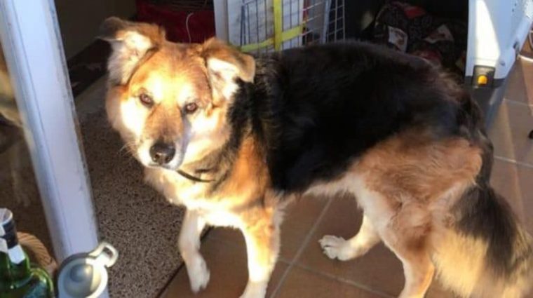 Бездомный пес увидел людей на лавочке и решил полежать рядом с ними, а в итоге получил новый дом 